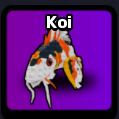 Koi Pet