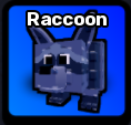 Raccoon Pet